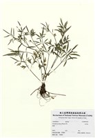 藏品(水芹菜)的圖片